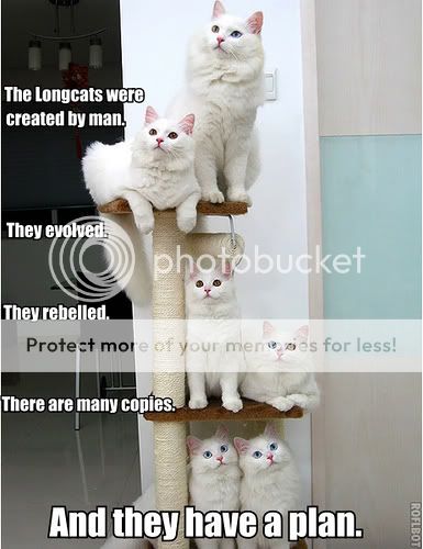 longcats.jpg