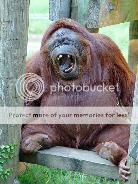 orangutan-1a.jpg