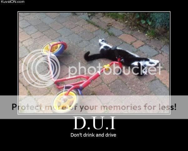 dont_drink_and_drive_cat.jpg
