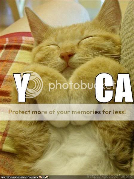 funny-pictures-ymca-cat.jpg