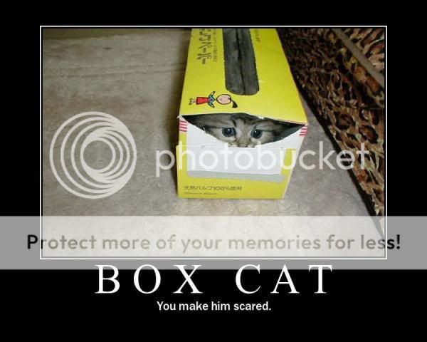 box20cat.jpg