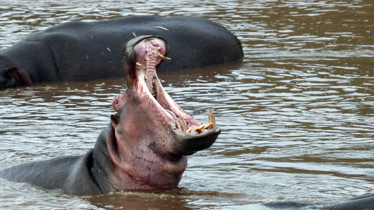 180812220326-02-hippopotamus.jpg