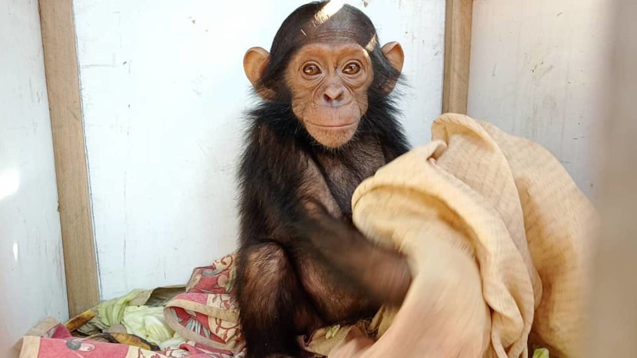 220923113900-01-cesar-the-chimp.jpg