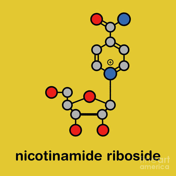 3-nicotinamide-riboside-molecule-molekuulscience-photo-library.jpg