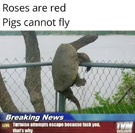 471847251_555753900624455_5200283099989241576_n.jpg