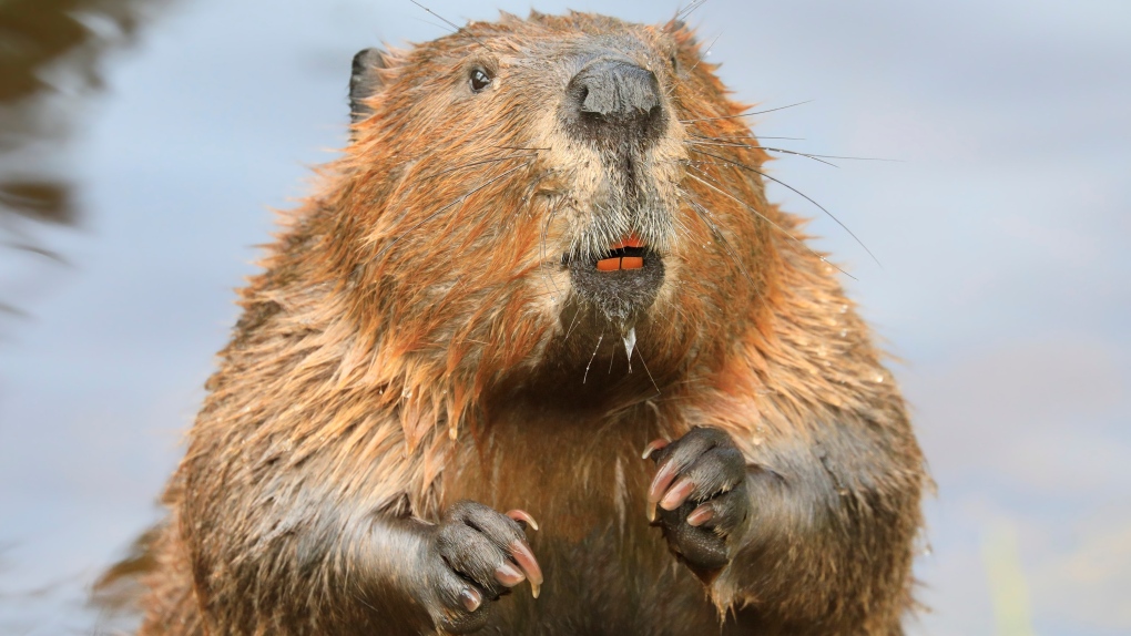 beaver-1.jpg