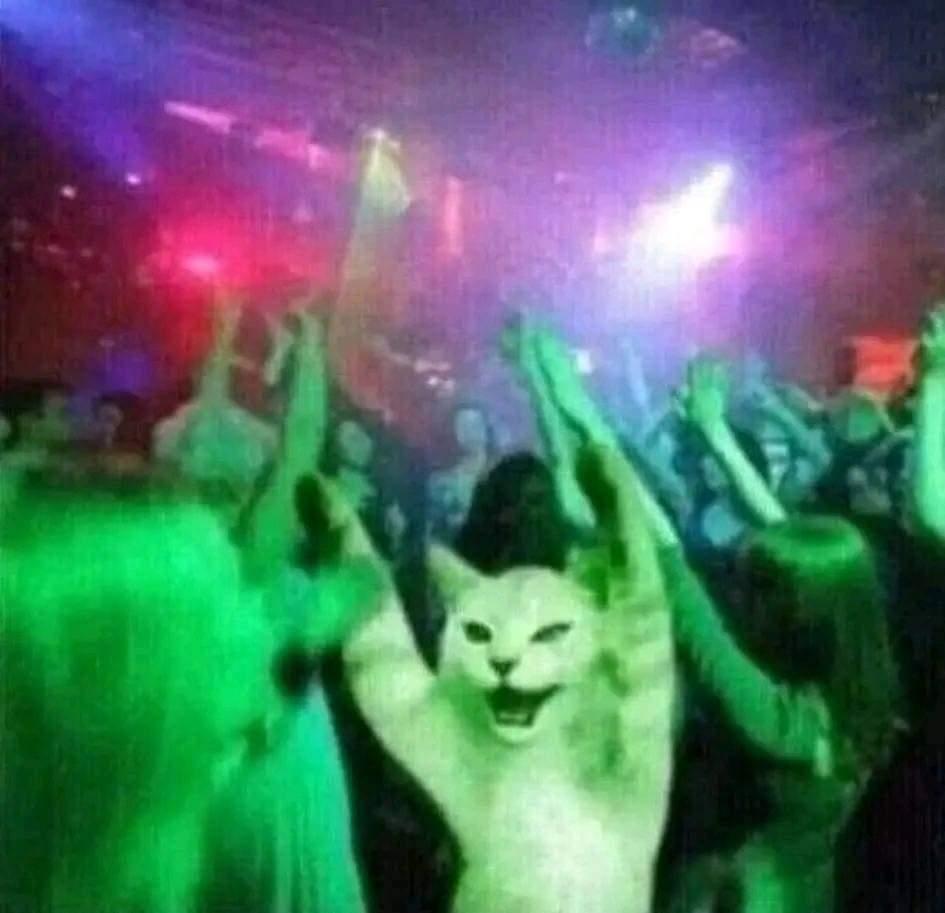 catdanced.jpg