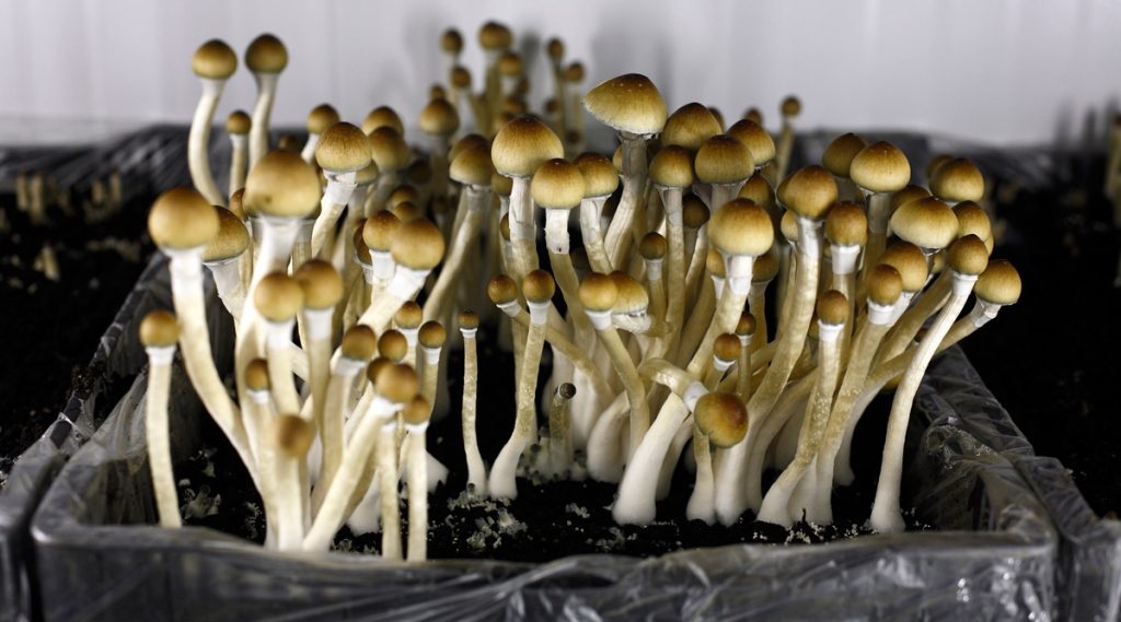 mushrooms-1024x569.jpg