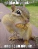 00funny-pictures-squirrel-big-nuts.jpg