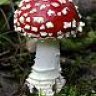 mushroom911