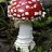 mushroom911
