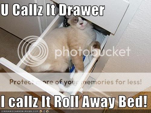 funny-pictures-cat-calls-your-drawe.jpg
