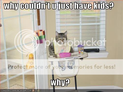 funny-pictures-cat-wishes-you-had-k.jpg