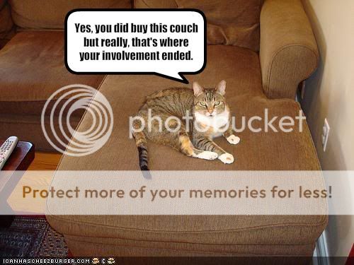 funny-pictures-cat-says-he-owns-you.jpg