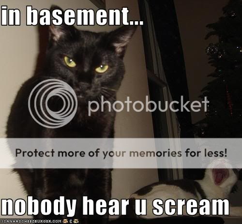 funny-pictures-basement-cat-makes-a.jpg