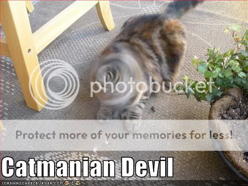 funny-pictures-you-have-a-catmanian.jpg