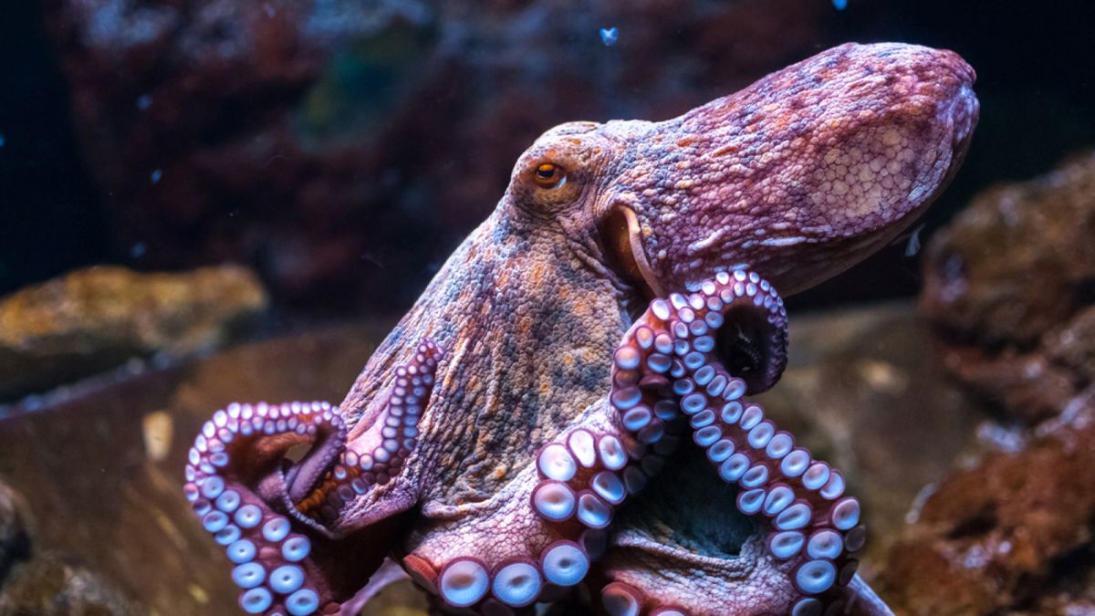 www.livescience.com