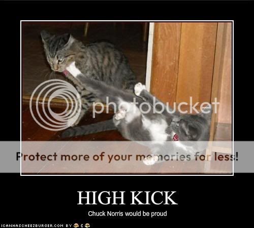 funny-pictures-cat-does-a-good-high.jpg