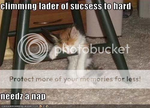 funny-pictures-kitten-climbs-the-la.jpg