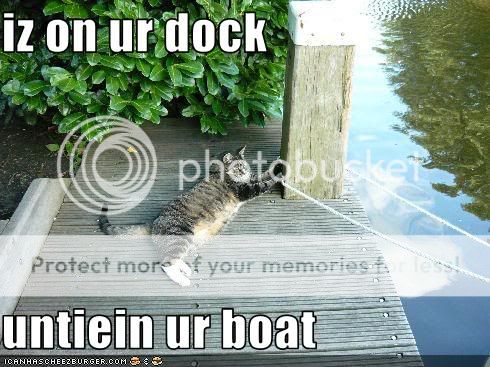 funny-pictures-cat-unties-your-boat.jpg