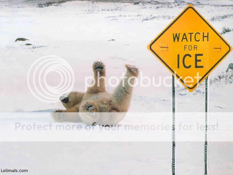polar-bear-on-ice-funny.jpg
