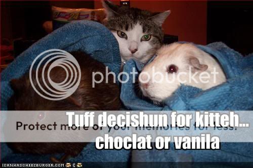 funny-pictures-cat-chooses-between-.jpg