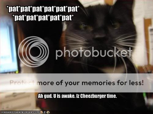 funny-pictures-cat-wakes-you-and-as.jpg