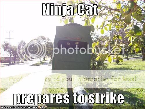 ninjacat.jpg