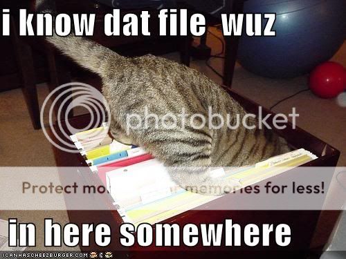 funny-pictures-cat-searches-for-a-f.jpg