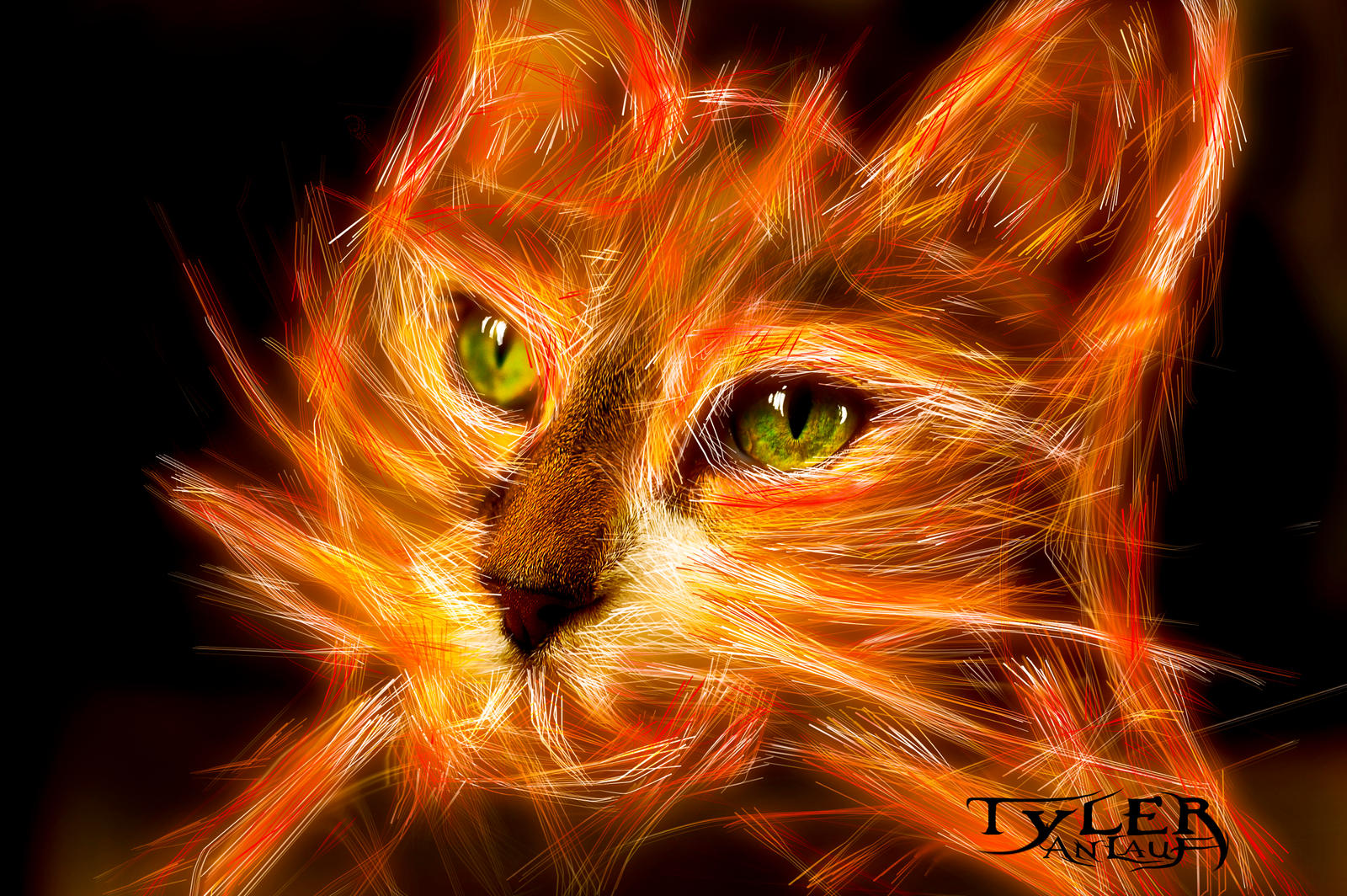 Fire_Glow_Cat_by_texler.jpg