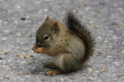 baby-squirrels.jpg