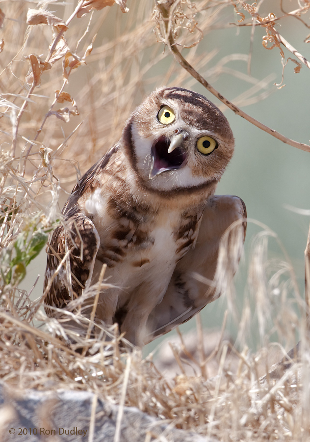 burrowing-owl-1082.jpg