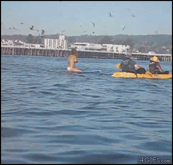 Whale-swallows-surfer.gif