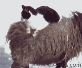 Cat-rides-sheep.gif
