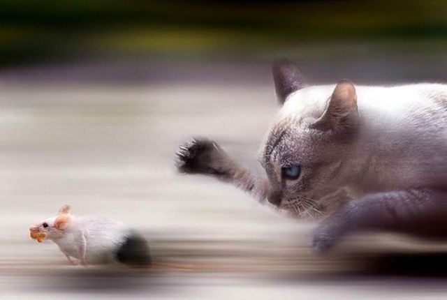 perfectly_timed_animal_pictures_640_03.jpg