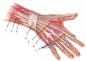 muscles_of_the_hand_dorsal.jpg