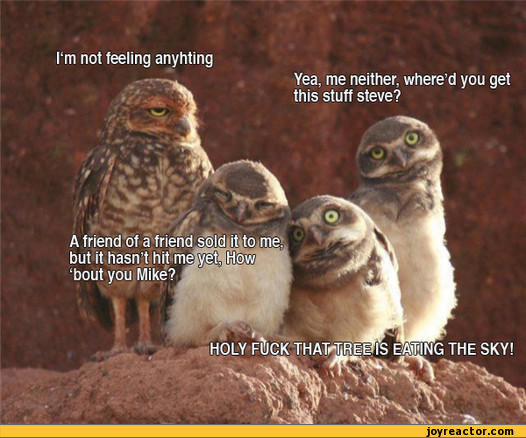 funny-pictures-auto-owl-birds-387548.jpeg