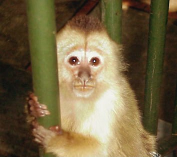 funny-monkey-6.jpg