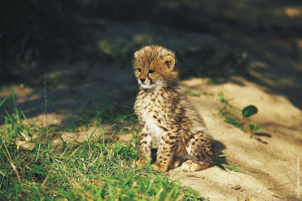 cheetah-cub-01300890b.jpg